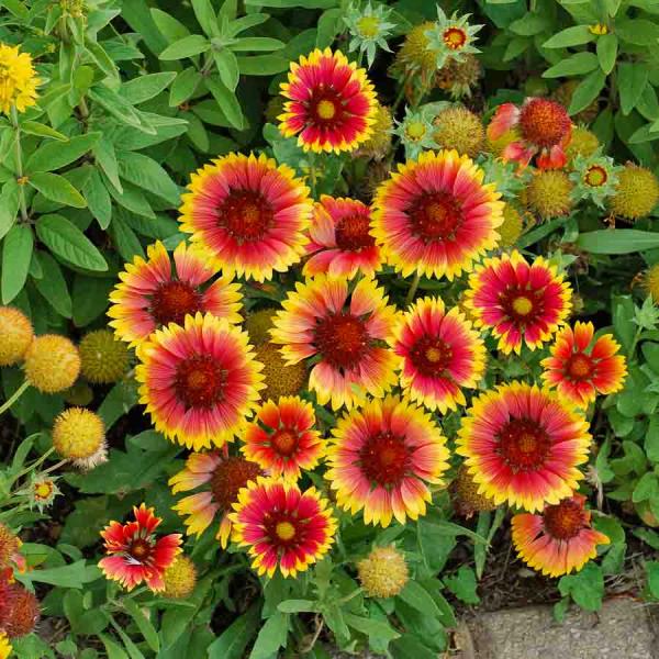 Fleurs - Gaillarde Primavera - Graines d'Exception - face recto